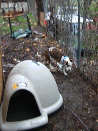 Coco, Lady and another dog were in horrible conditions. Their dog houses were falling apart. We got new houses and proper chains for the dogs so that they would at least be warm on cold nights and not be dragging heavy chains behind them. These dogs are so sweet and just like all the rest--all they want is a little love.